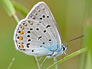 Polyommatus amandus  Vogelwicken-Blulings  Amanda's Blue
