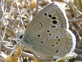 Glaucopsyche melanops  Black-eyed Blue