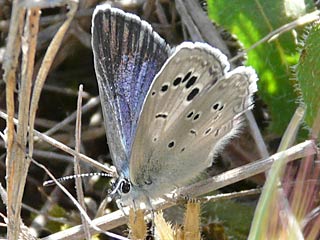 Glaucopsyche melanops  Black-eyed Blue