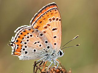 Lycaena thersamon  Lesser Fiery Copper