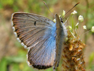 Aricia anteros  Blue Argus