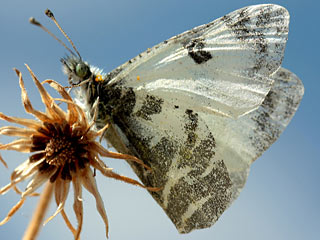 Euchloe grancanariensis