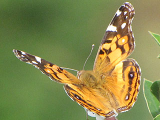 Amerikanischer Distelfalter Vanessa virginiensis American Painted Lady