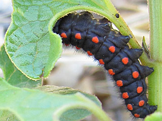 Archon apollinus  Osterluzei-Apollo False Apollo