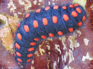 Archon apollinus  Osterluzei-Apollo False Apollo