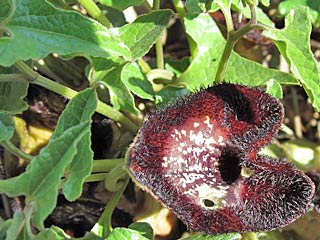 Osterluzei Archon apollinus  Osterluzei-Apollo False Apollo