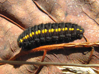 Schwarzer Apollo  Parnassius mnemosyne Clouded Apollo