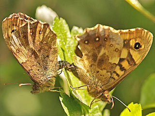 Waldbrettspiel Laubfalter Pararge aegeria Speckled Wood