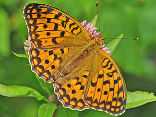 Stiefm�tterchen-Perlmutterfalter  Argynnis nione  Niobe Fritillary