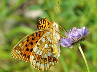 Stiefm�tterchen-Perlmutterfalter  Argynnis nione  Niobe Fritillary