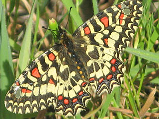 Spanischer Osterluzeifalter  Zerynthia rumina  Spanish Festoon