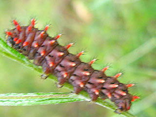 Spanischer Osterluzeifalter  Zerynthia rumina  Spanish Festoon