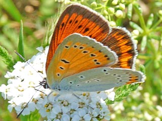 Lycaena dispar   Groer Feuerfalter Large Copper