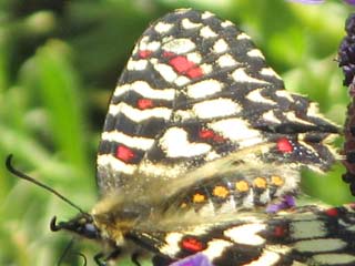 Spanischer Osterluzeifalter  Zerynthia rumina  Spanish Festoon