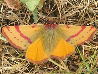 Lythria sanguinaria