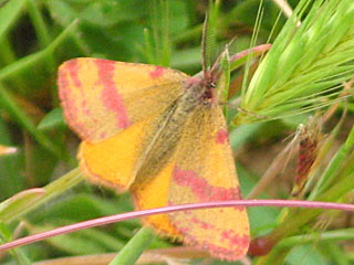 Lythria sanguinaria