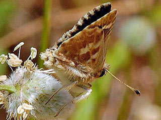 Muschampia proto Large Grizzled Skipper 