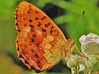  Brombeer-Perlmutterfalter   Marbled Fritillary   Brenthis daphne