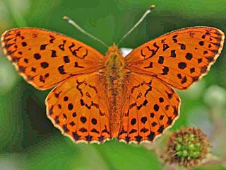  Brombeer-Perlmutterfalter   Marbled Fritillary   Brenthis daphne