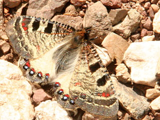 Archon apollinus  Osterleuzei-Apollo  False Apollo