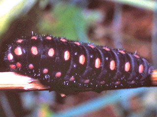 Raupe Archon apollinus Osterluzei-Apollo  False Apollo