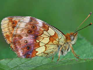  Brombeer-Perlmutterfalter   Marbled Fritillary   Brenthis daphne