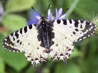 stlicher Osterluzeifalter Allancastria cerisy, Eastern Festoon, Balkan-Osterluzeifalter