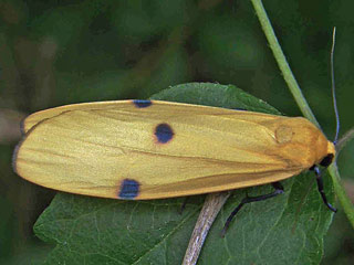 Lithosia quadra Vierpunkt-Flechtenbrchen Four-spotted Footman