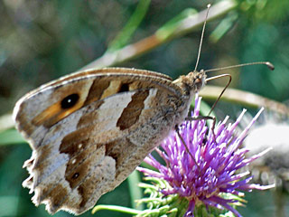Chazara briseis  Berghexe The Hermit