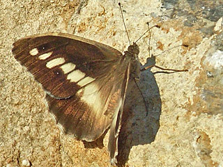 Chazara briseis  Berghexe The Hermit