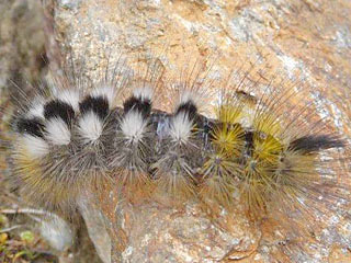 Dicallomera fascelina Ginster-Streckfu Rtlichgrauer