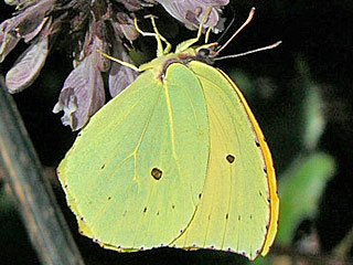 Gonepteryx eversi La Gomera- Zitronenfalter