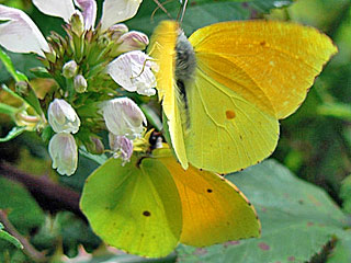 Gonepteryx eversi La Gomera- Zitronenfalter
