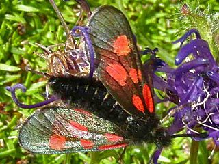 Zygaena exulans Alpen-Widderchen Mountain Burnet