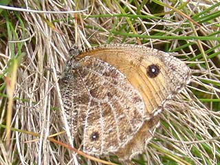 Gletscherfalter  Oeneis glacialis  Alpine Grayling