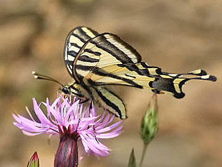 Papiliuo alexanor  Südlicher Schwalbenschwanz Southern Swallowtail