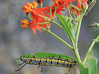 Danaus chrysippus  Afrikanischer Monarch Plain Tiger