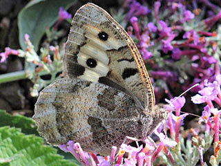 Chazara briseis  Berghexe The Hermit