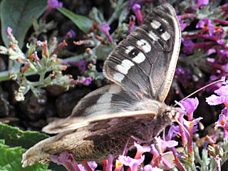 Chazara briseis  Berghexe The Hermit