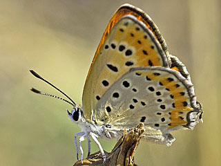 Lycaena thersamon  Lesser Fiery Copper