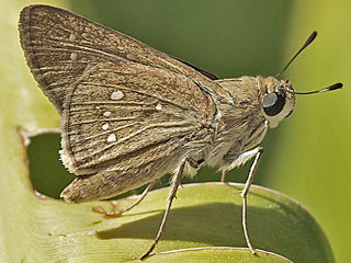Peliponidas thrax  Millet Skipper
