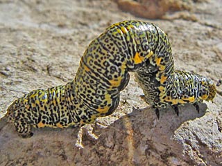 Raupe Lycia alpina Alpenspanner