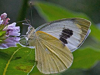 Kanaren-Weiling Pieris cheiranthi  Canary Islands Large White (23205 Byte)