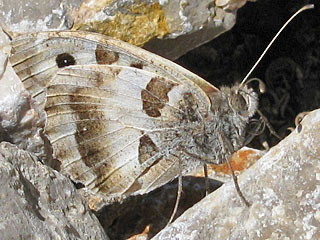 Chazara briseis  Berghexe The Hermit