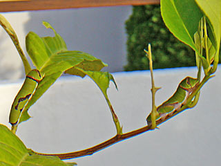 Papilio demoleus,  Chequered Swallowtail, Lime Swallowtail,  Papilio demodocus,  Citrus Swallowtail