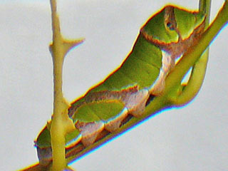 Papilio demoleus,  Chequered Swallowtail, Lime Swallowtail,  Papilio demodocus,  Citrus Swallowtail