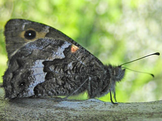 Hipparchia maderensis