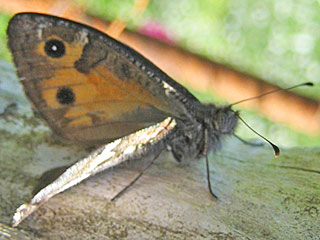 Hipparchia maderensis