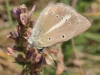 Polyommatus nephohiptamenos