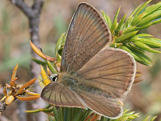 Polyommatus nephohiptamenos